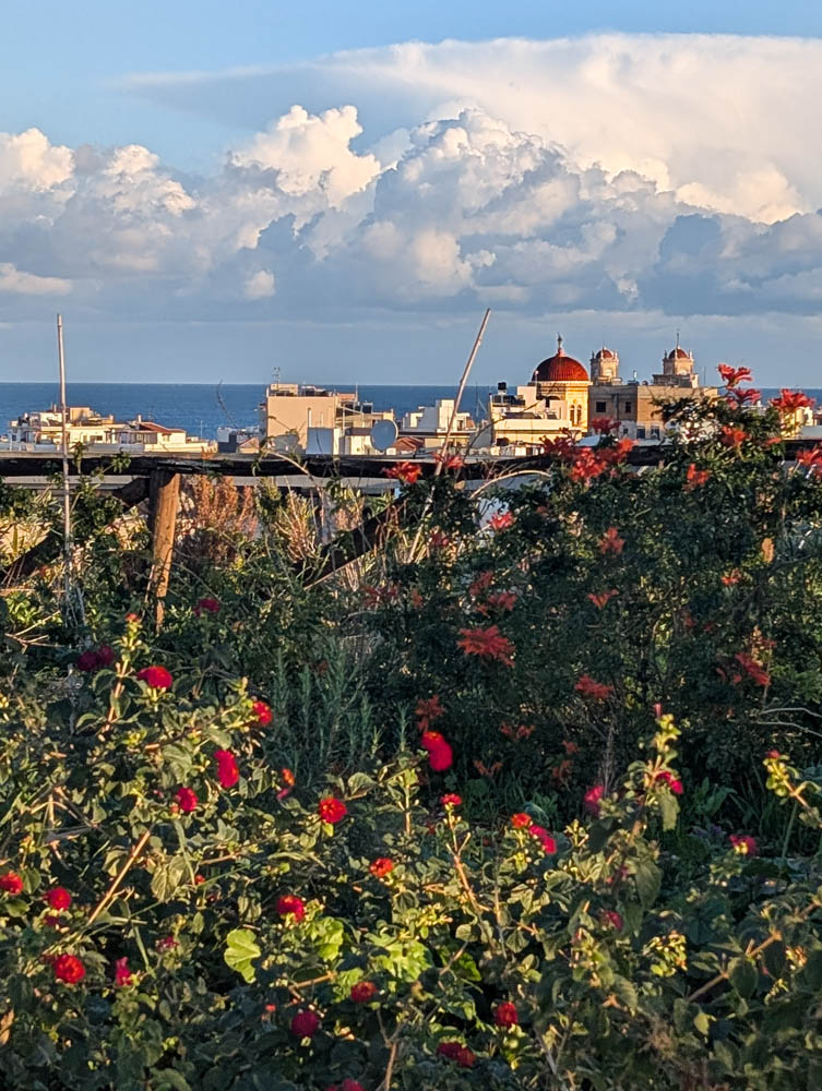 PXL_20251231_061248972.jpg PXL_20251231_061248972.jpg